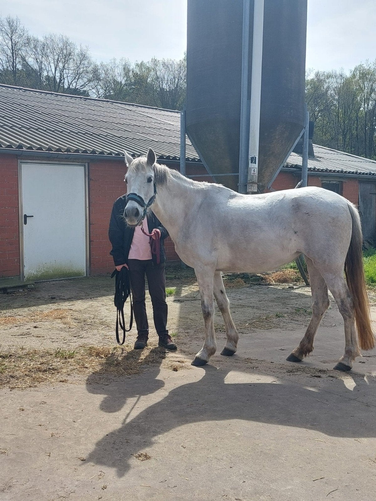 PRE weidemaatje ter adoptie, Merrie