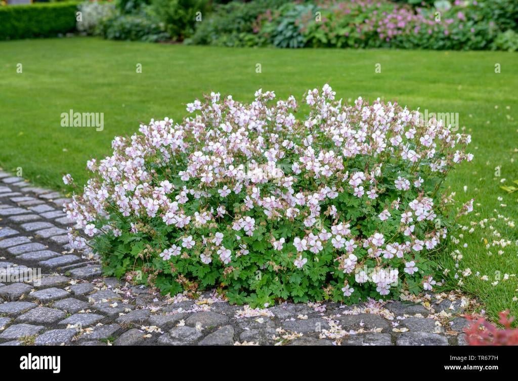 geranium biokovo in pot , ook goede bodembedekker, Tuin en Terras, Ophalen