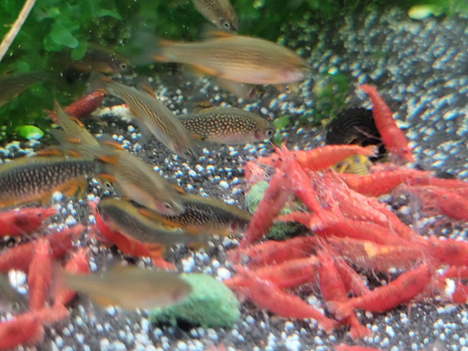 Hobbyaquarium  Red fire garnalen mooi op kleur / maat, Dieren en Toebehoren, Kreeft, Krab of Garnaal, Zoetwatervis