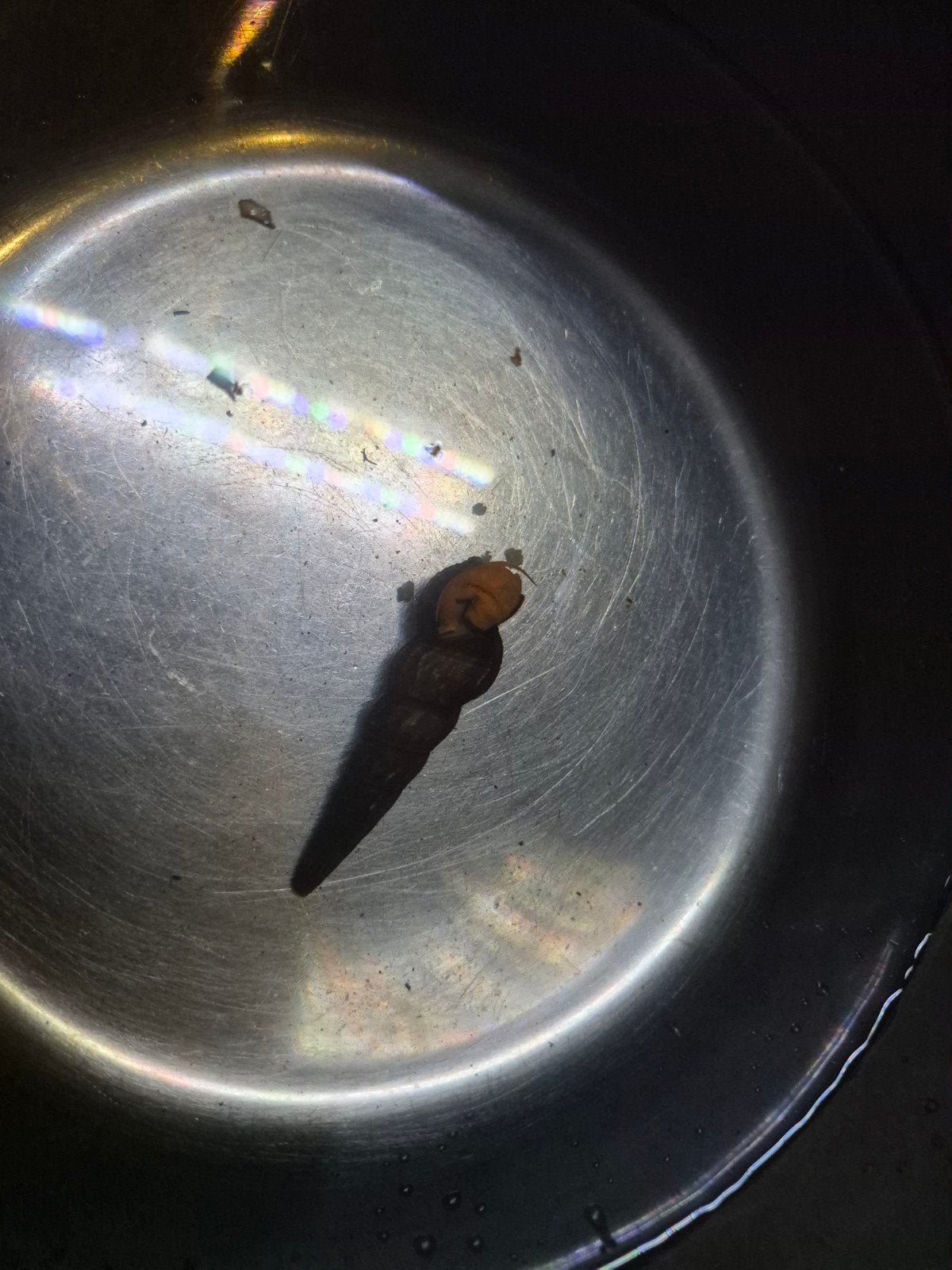 tylomelania orange Sulawesi slak, Escargot ou Mollusque, Poisson d'eau douce