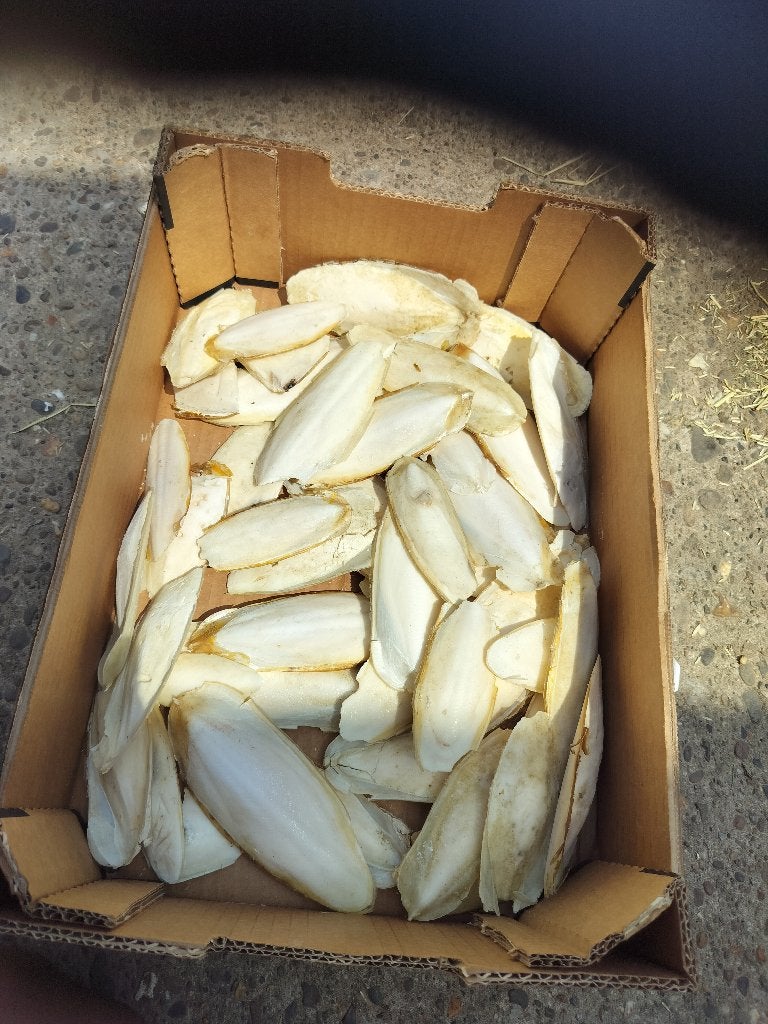 Sepia/ zeeschuim voor vogels, Ophalen of Verzenden, Zo goed als nieuw, Eten en Drinken