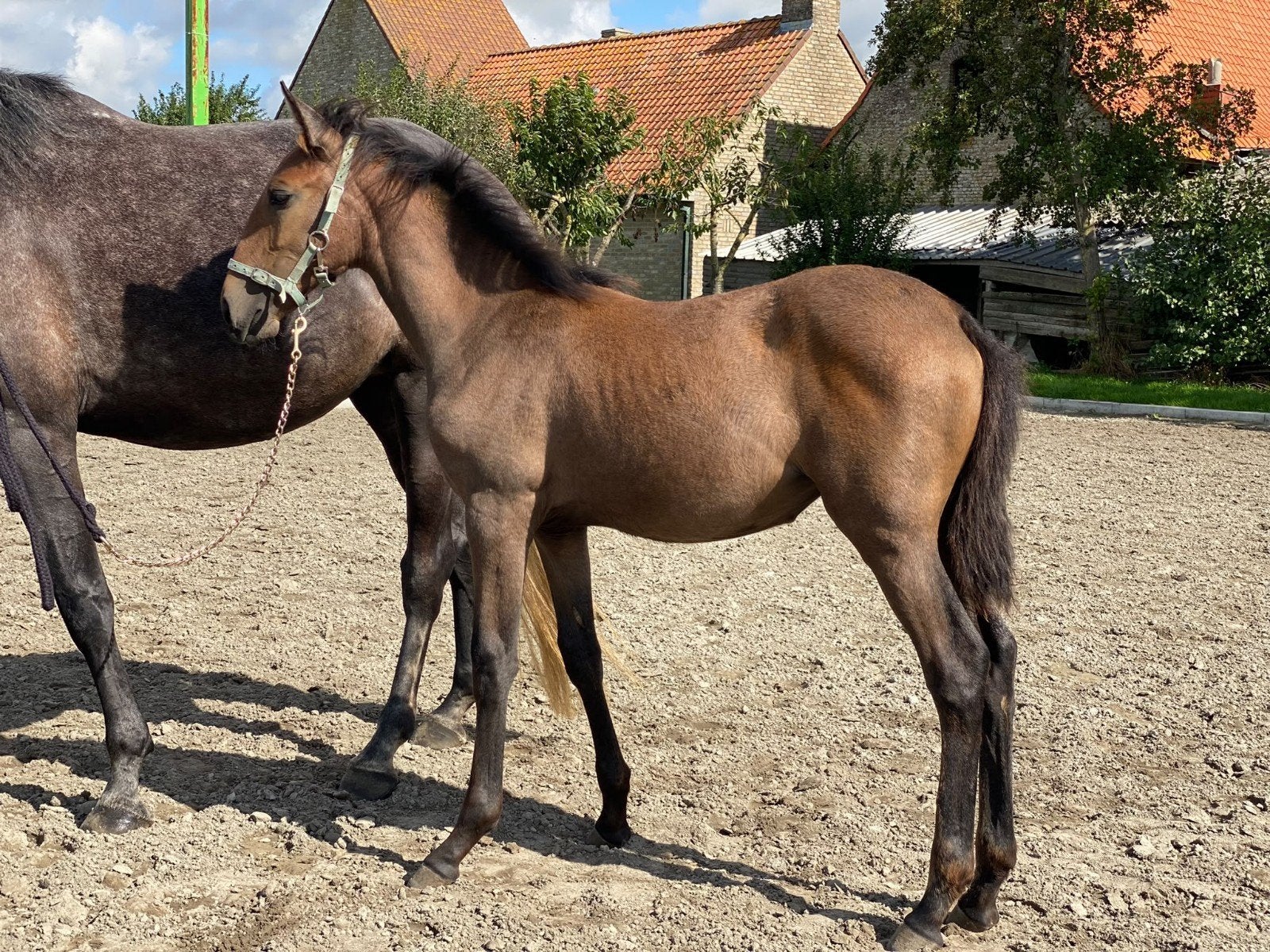 dringend goeie thuis voor merrieveulen, Cheval de dressage, 165 à 170 cm, 0 à 2 ans, Non dressé