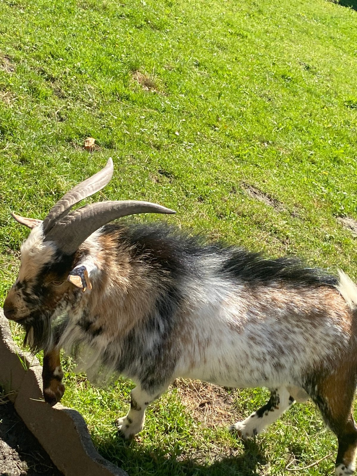 Dekbok te huur, Dieren en Toebehoren