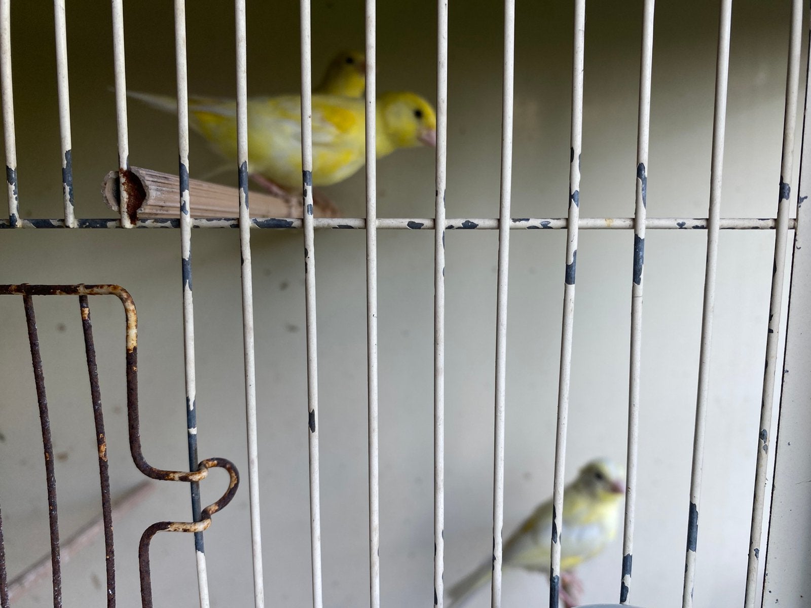 Twee gele kanaries te koop, Dieren en Toebehoren, Vogels | Kanaries, Geslacht onbekend