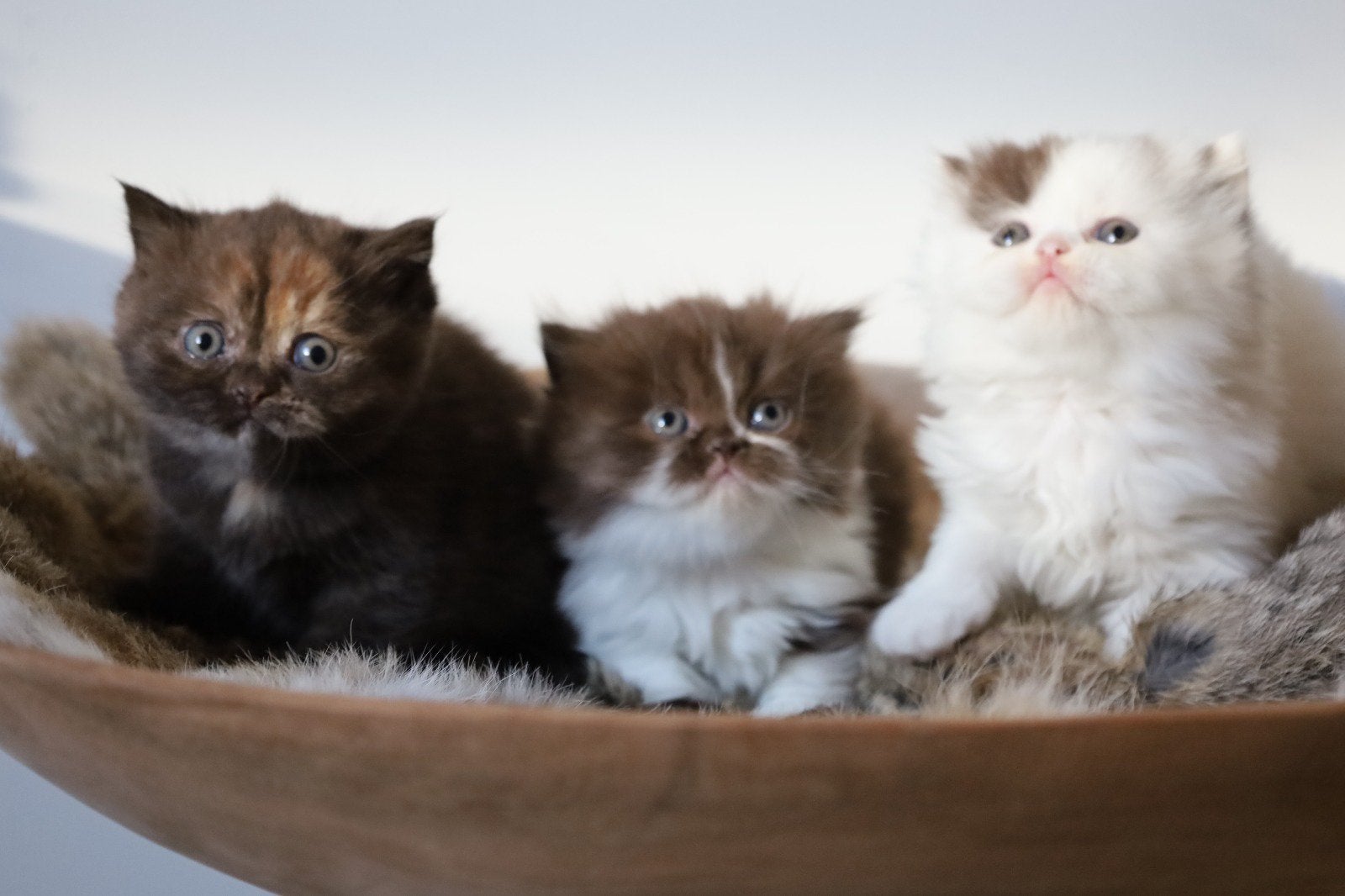 Brits korthaar en langhaar kittens, Dieren en Toebehoren, Meerdere dieren, Met stamboom, 0 tot 2 jaar