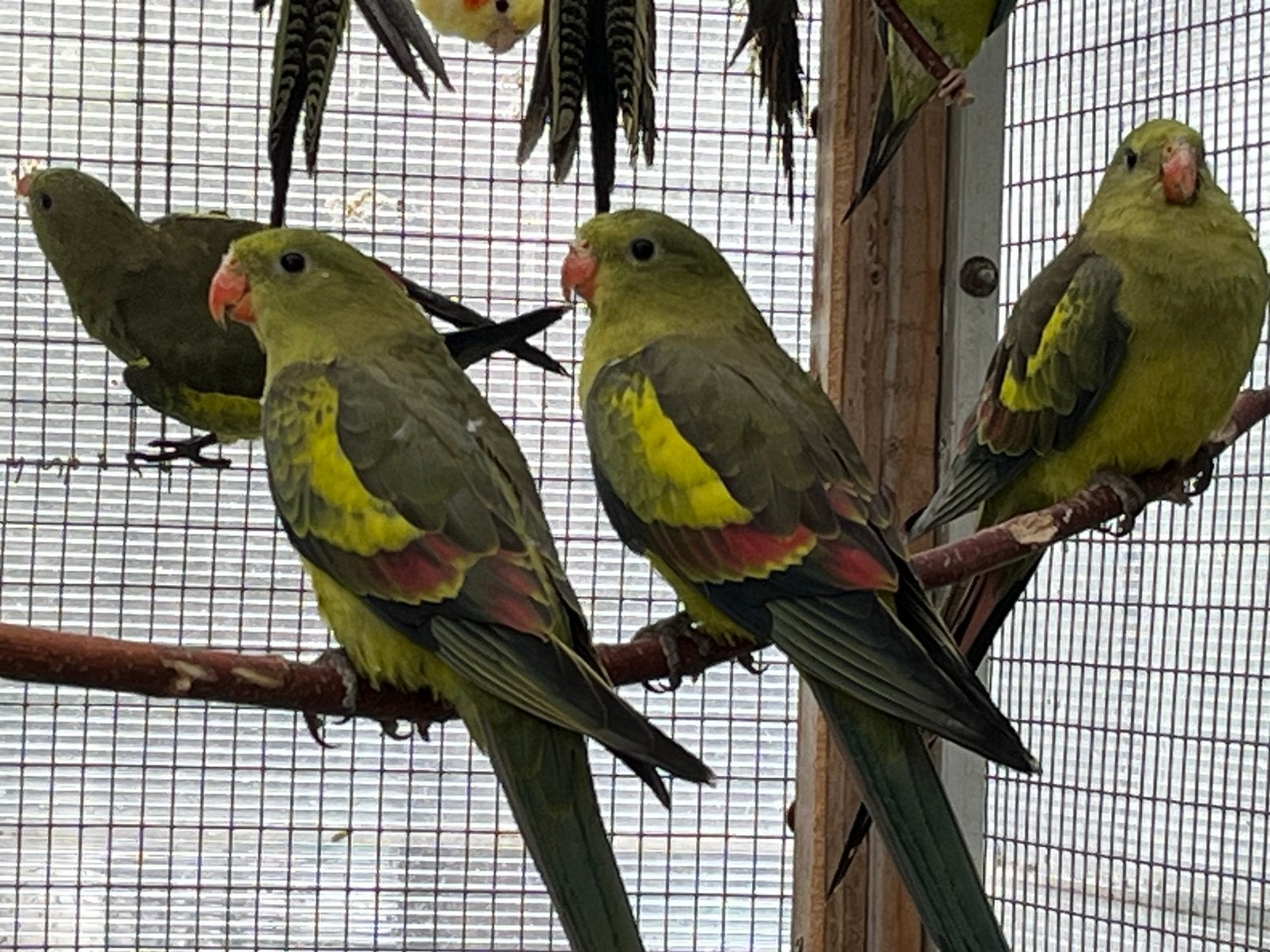 Bergparkieten, Plusieurs animaux, Perruche, Bagué