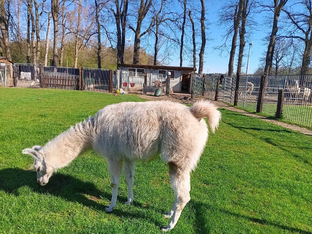 lama's, April