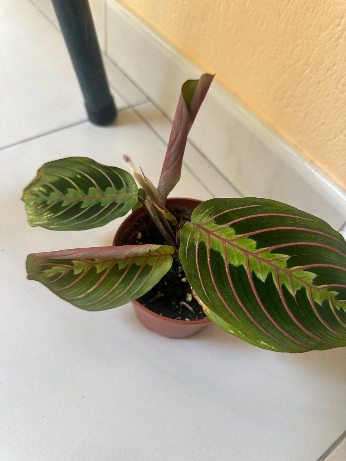 Bouture Maranta leuconeura 'Fascinator', Huis en Inrichting, Kamerplanten, Ophalen, Overige soorten, Halfschaduw, In pot