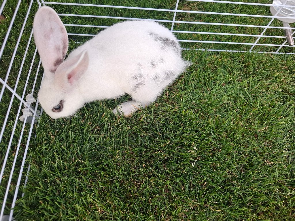 Konijnen, Dieren en Toebehoren, Konijnen, Meerdere dieren, Middelgroot, 0 tot 2 jaar