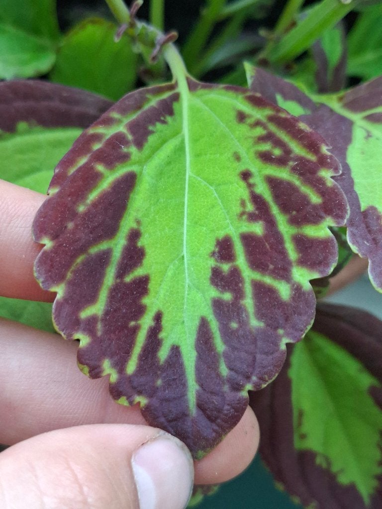 Boutures/découpes Coleus, Plante à fleurs, Enlèvement, Plein soleil, Moins de 100 cm