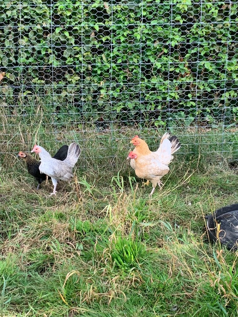 Serama kippen, Animaux & Accessoires, Volatiles, Plusieurs animaux, Poule ou poulet