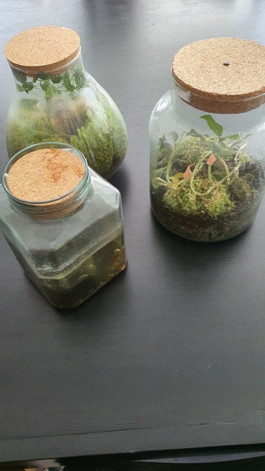 3 planten, Tuin en Terras, Ophalen of Verzenden