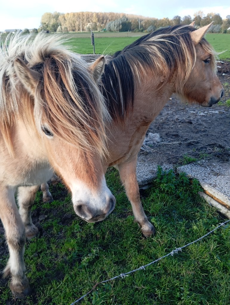 2 stamboek klasse A fjord merries, Jument, Non dressé, Avec pedigree, 0 à 2 ans