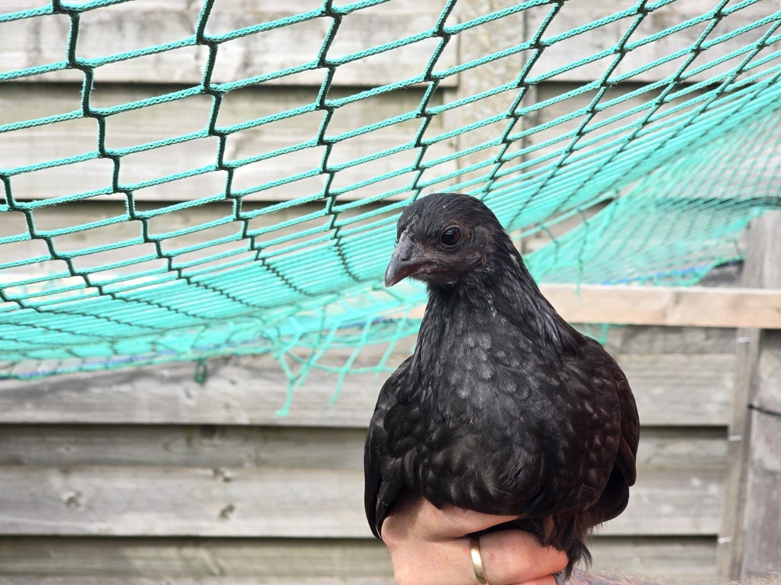 ayam cemani hennen & hanen verschillende leeftijden, Meerdere dieren, Kip
