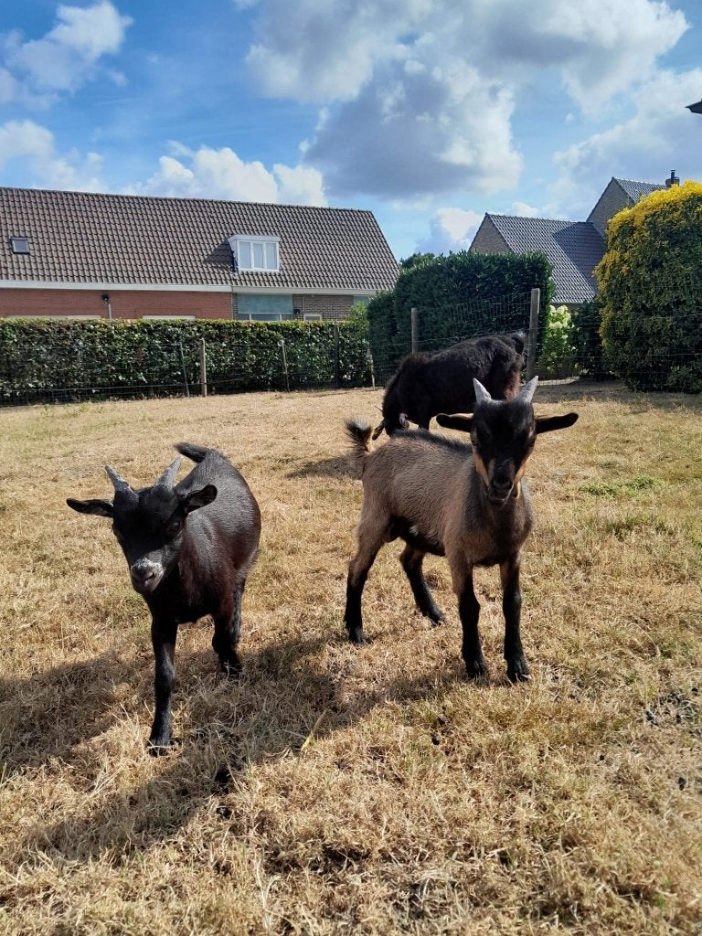 dwerggeit, Dieren en Toebehoren, Schapen, Geiten en Varkens