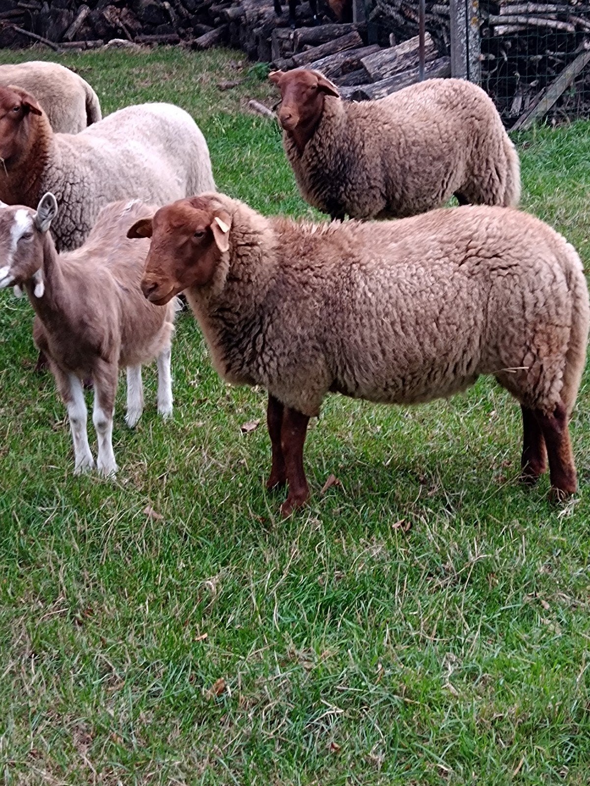 Binnenkort te koop. Mooie dekram Ardense Voskop met stamboek, Mannelijk, Schaap, 0 tot 2 jaar