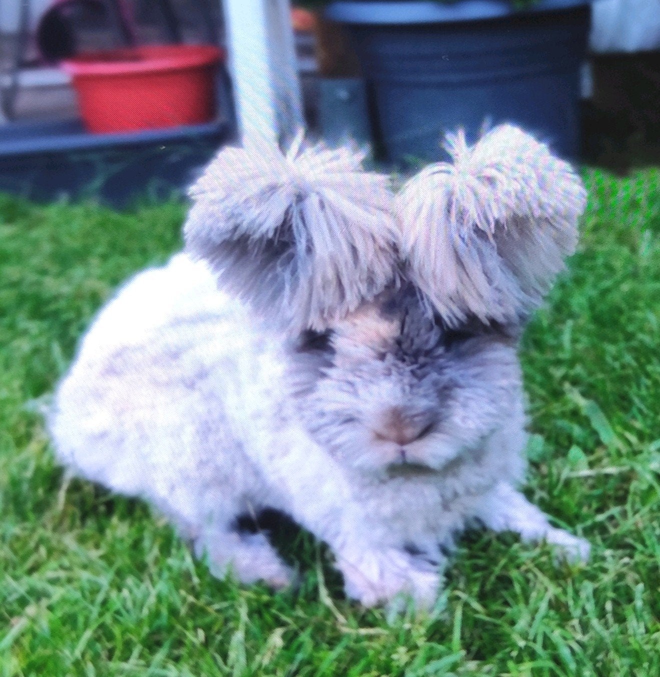 Ras zuiver Engelse Angora Japanner voedster 8 mnd oud, Dieren en Toebehoren, Konijnen