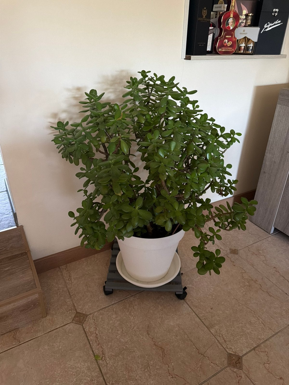 Crassula plant, Ophalen