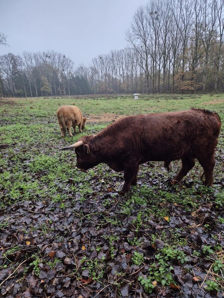 Dekstier mini., Dieren en Toebehoren, Runderen