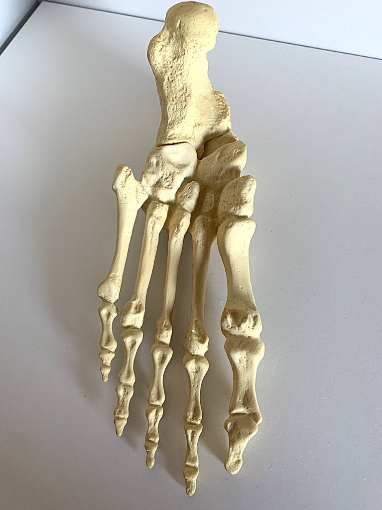 Anatomische voet, Ophalen of Verzenden, Zo goed als nieuw