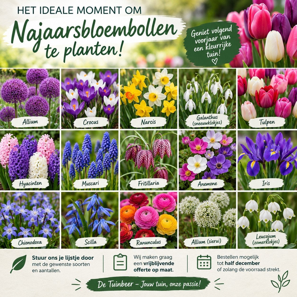 Najaarsbloembollen op bestelling, Jardin & Terrasse, Enlèvement, Printemps