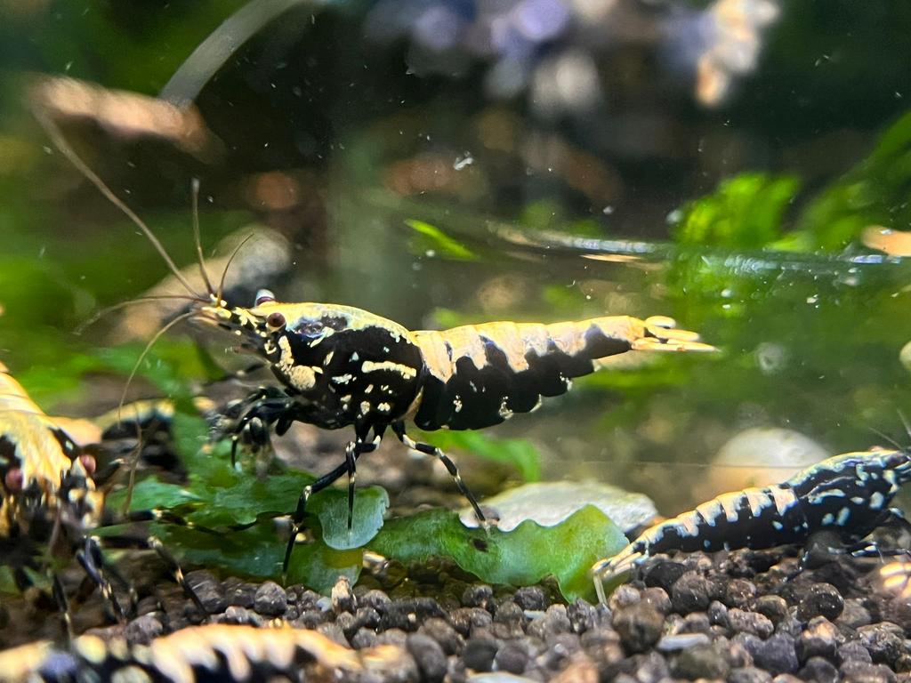 Galaxy Fishbone Snowflake Black garnalen, high grade!, Dieren en Toebehoren