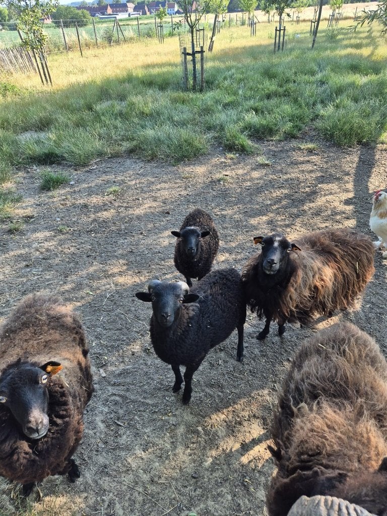 ouessant schapen, Dieren en Toebehoren, Meerdere dieren, Schaap, 0 tot 2 jaar