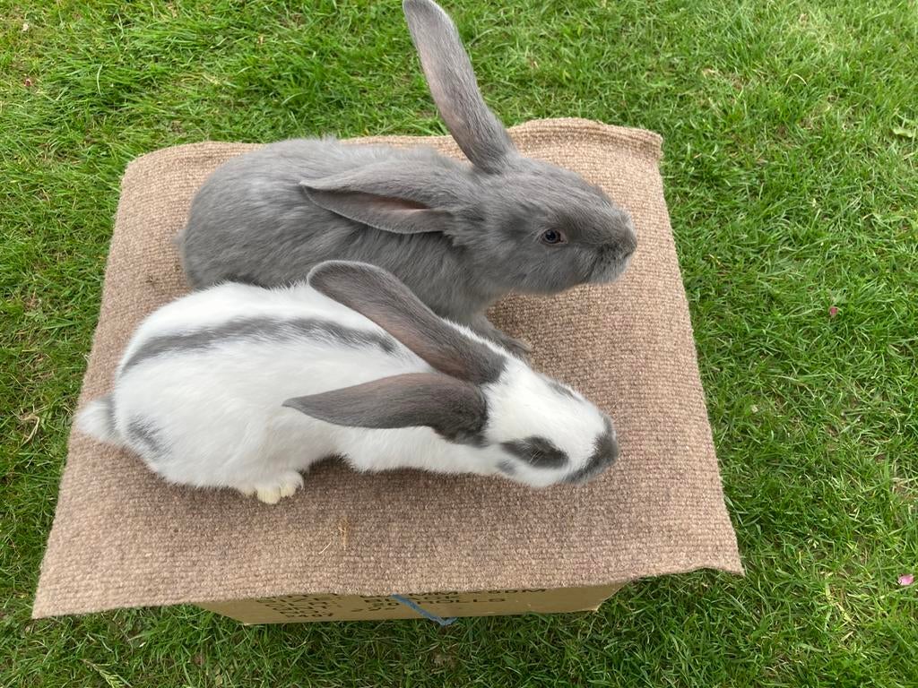 Jonge Reuzevlinders/lotharingers, Dieren en Toebehoren, Konijnen, Vrouwelijk, Groot, 0 tot 2 jaar