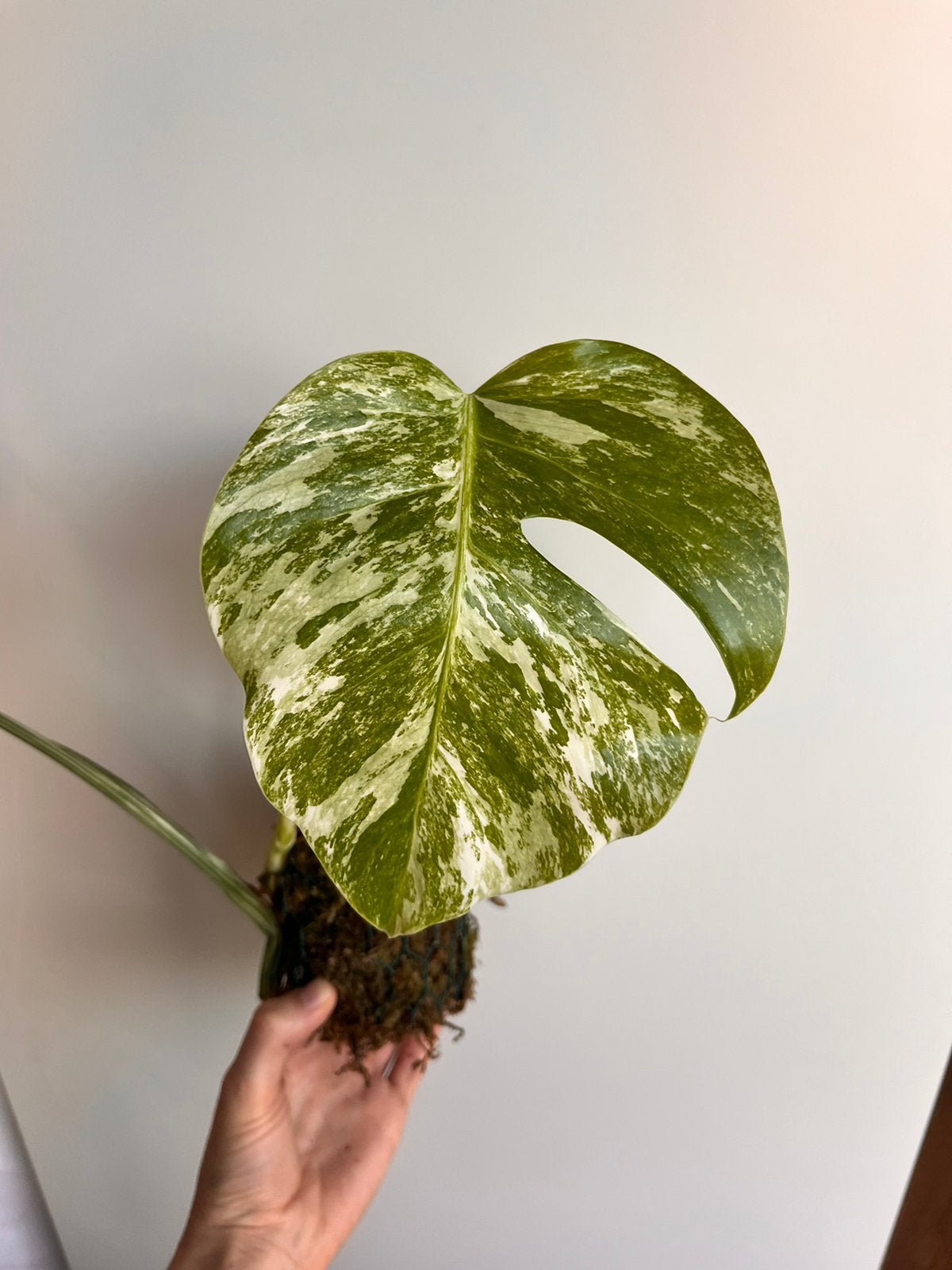 Monstera albo variegata gewortelde stek, Ophalen