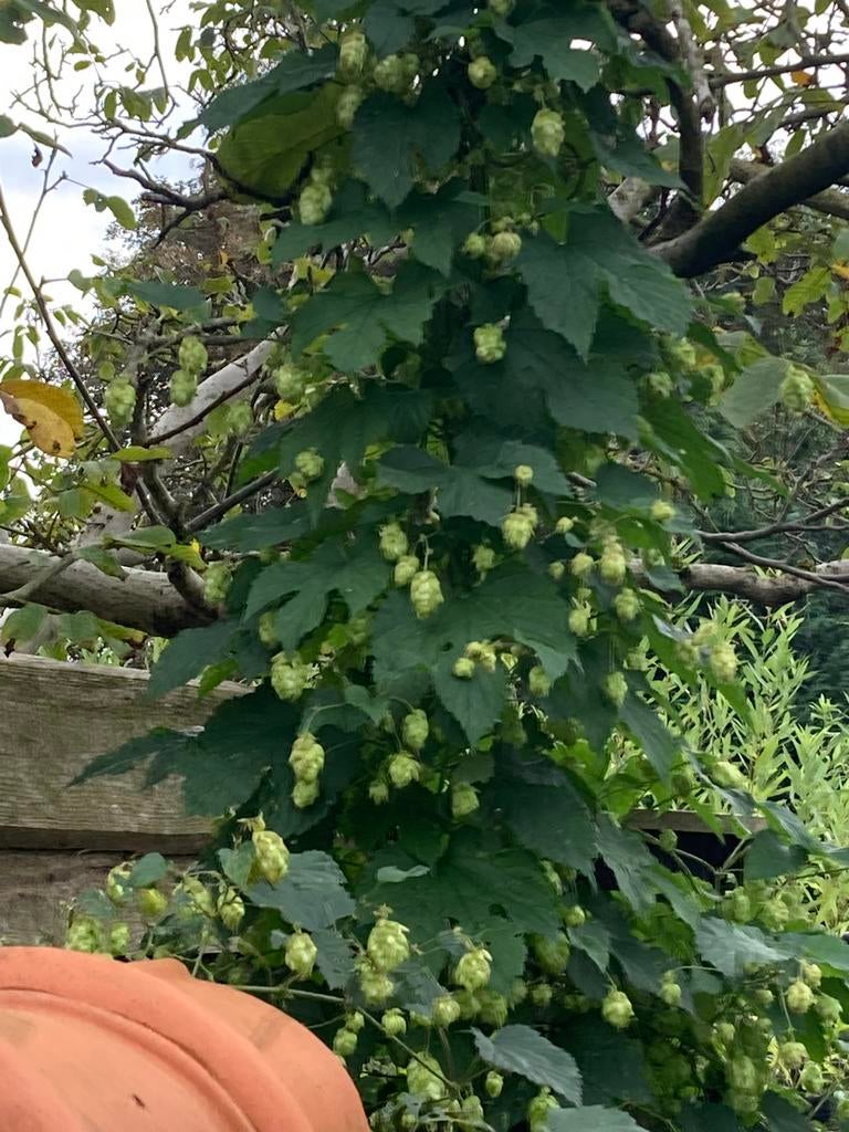Hop, Ophalen, In pot