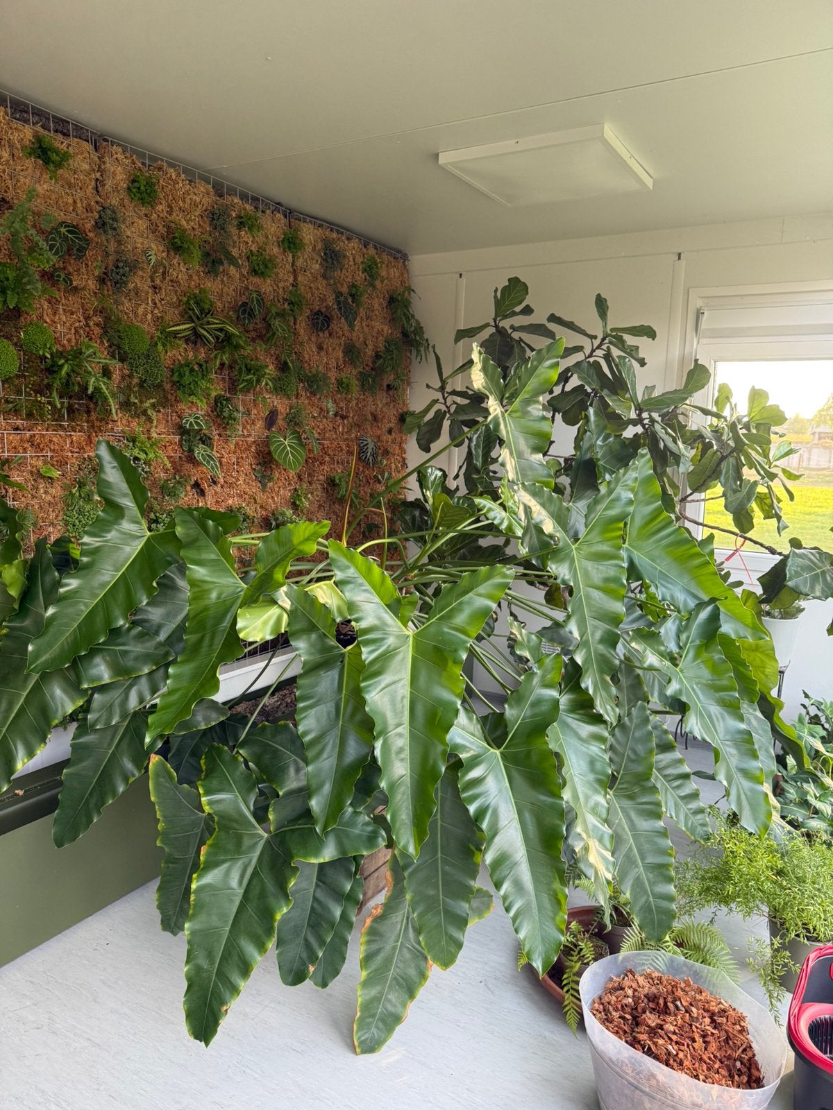 Philodendron (Thaumatophyllum) stenolobum xxl, Maison & Meubles, Plantes d'intérieur, Enlèvement ou Envoi