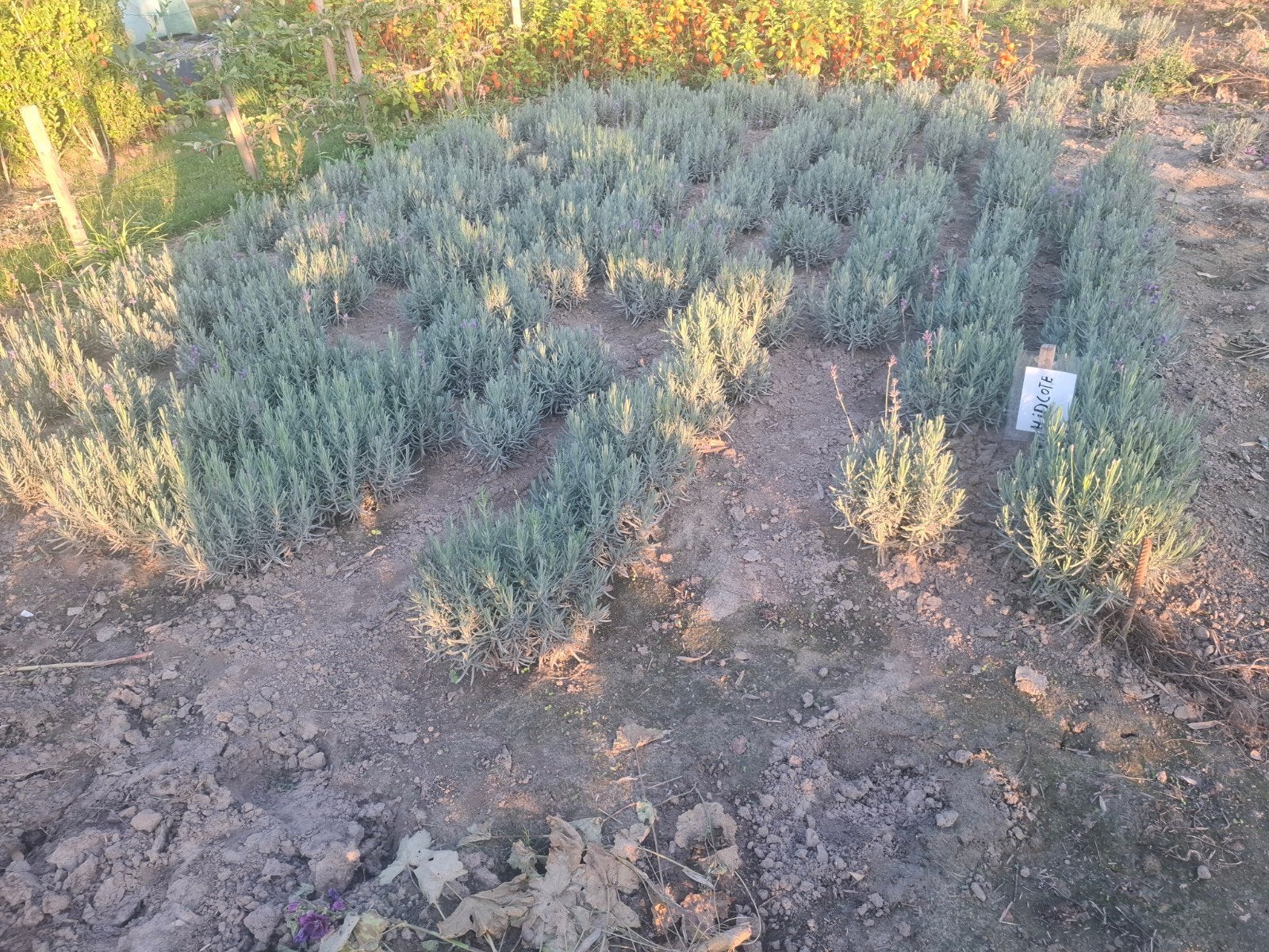 lavendel, Jardin & Terrasse, Plantes | Arbustes & Haies, Enlèvement, Autres espèces, Arbuste, Moins de 100 cm