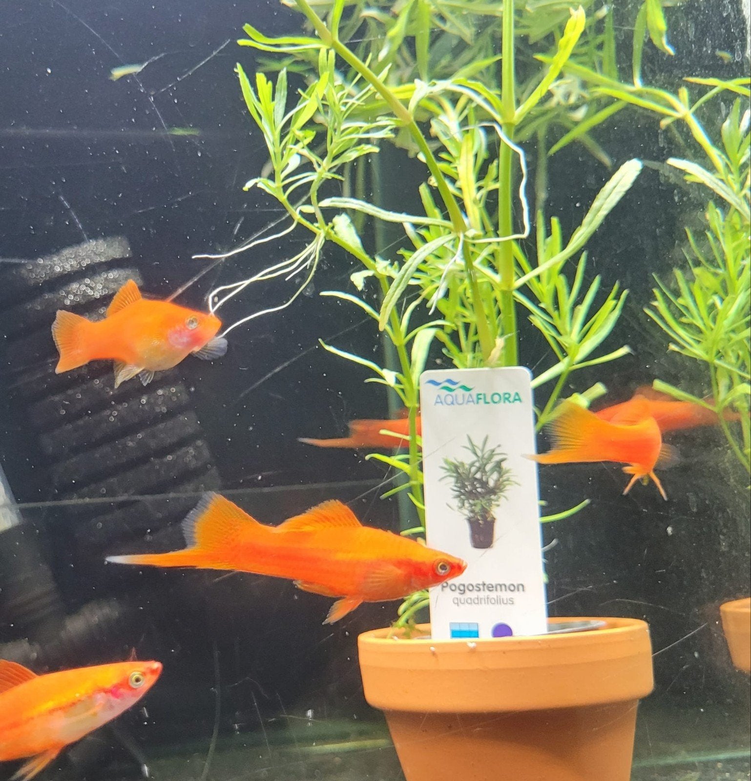Hobbyaquarium Zwaardragers, Dieren en Toebehoren