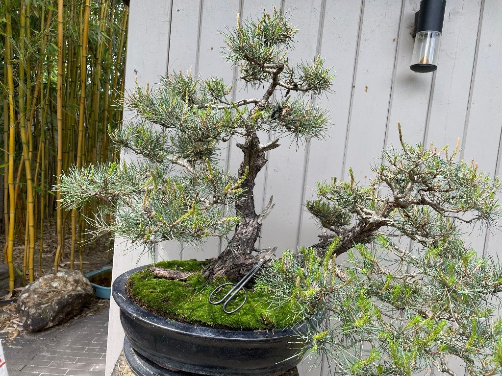 Prachtige Pinus bonsai, Tuin en Terras, Ophalen, In pot