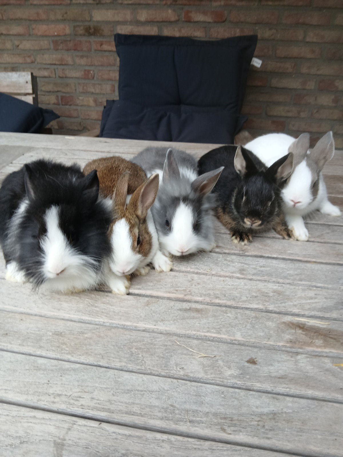 dwergkonijntjes, Animaux & Accessoires, Lapins