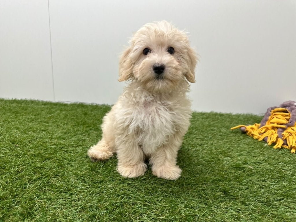 Chiots Maltipoo