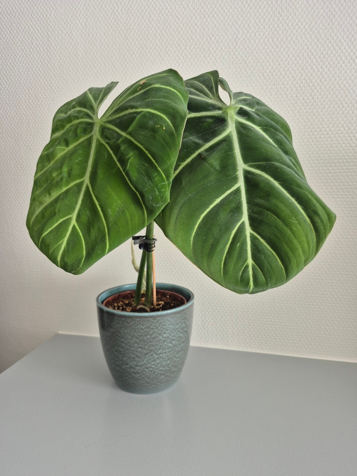 XL philodendron gloriosum, Huis en Inrichting, Kamerplanten, Ophalen