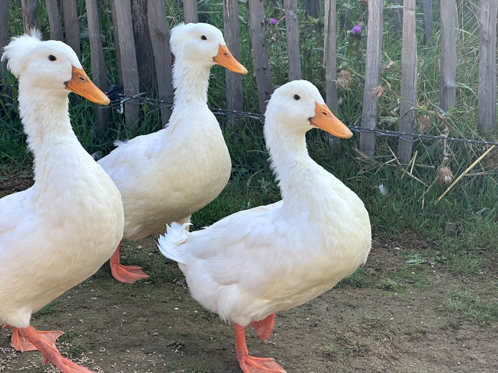 Hollandse kuifeend, Meerdere dieren, Eend