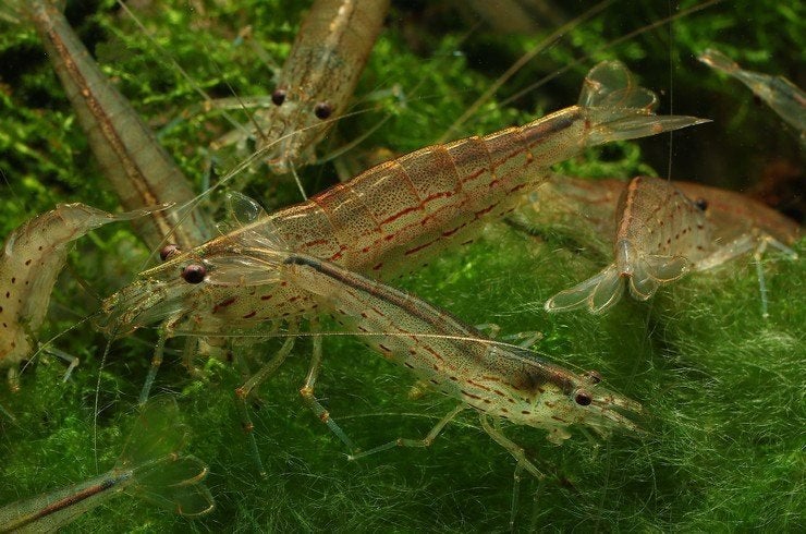 Amano Shrimps — mangeurs d'algues naturels pour aquarium, Animaux & Accessoires, Homard, Crabe ou Crevette, Poisson d'eau douce