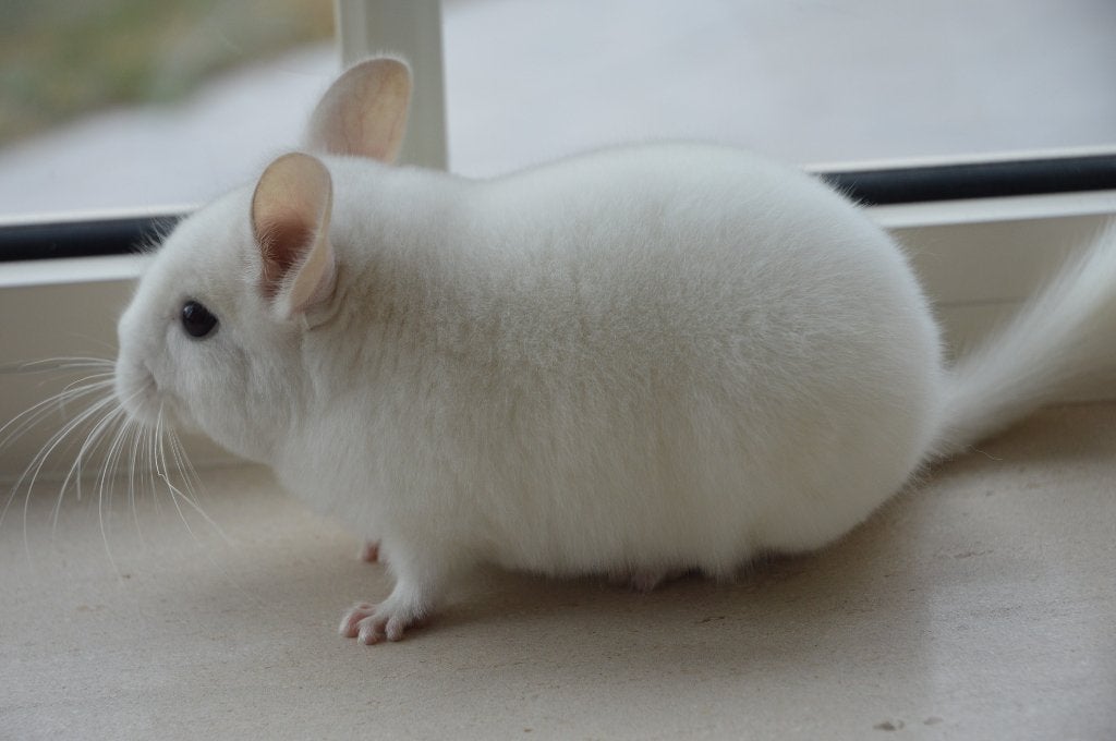 chinchilla jonge vrouwtjes, Animaux & Accessoires, Chinchilla, Juin, Domestique, Femelle