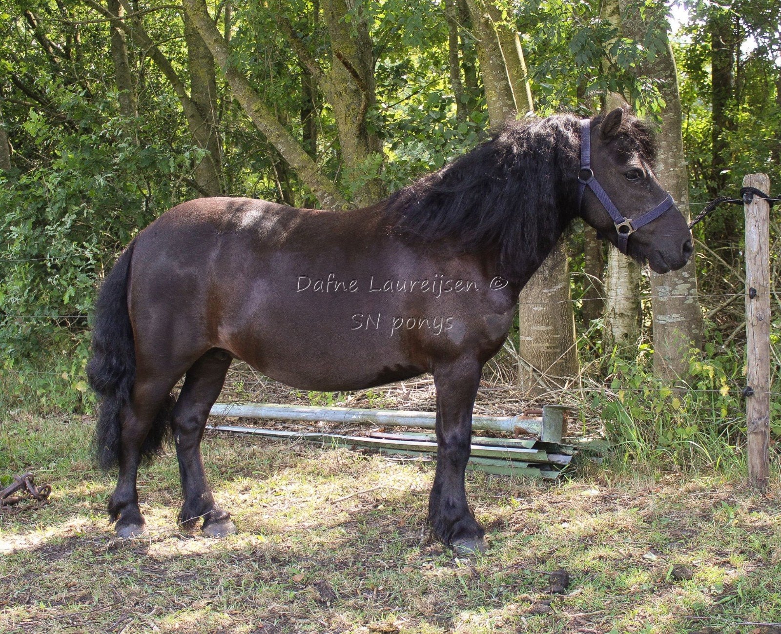 Shetland merrie, Merrie, Met stamboom, Niet van toepassing, A pony (tot 1.17m)