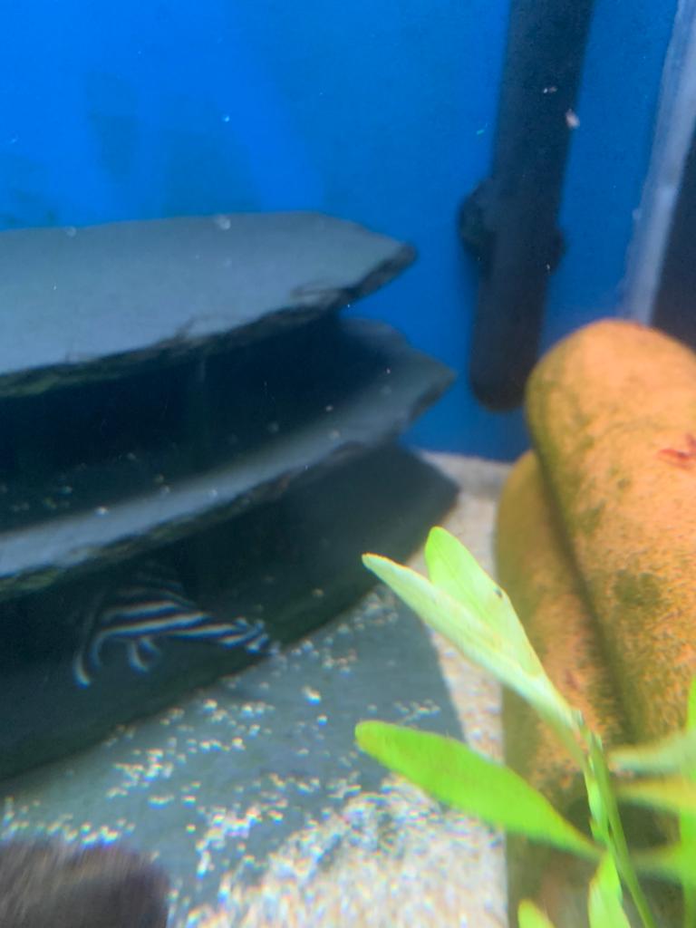 Hypancistrus L046/L46 te koop 2 Volwassen graag bieden pr st, Dieren en Toebehoren, Zoetwatervis