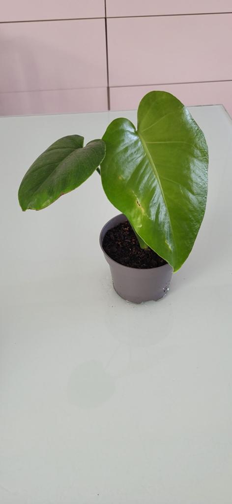 Monstera delisiosa, Huis en Inrichting, Ophalen