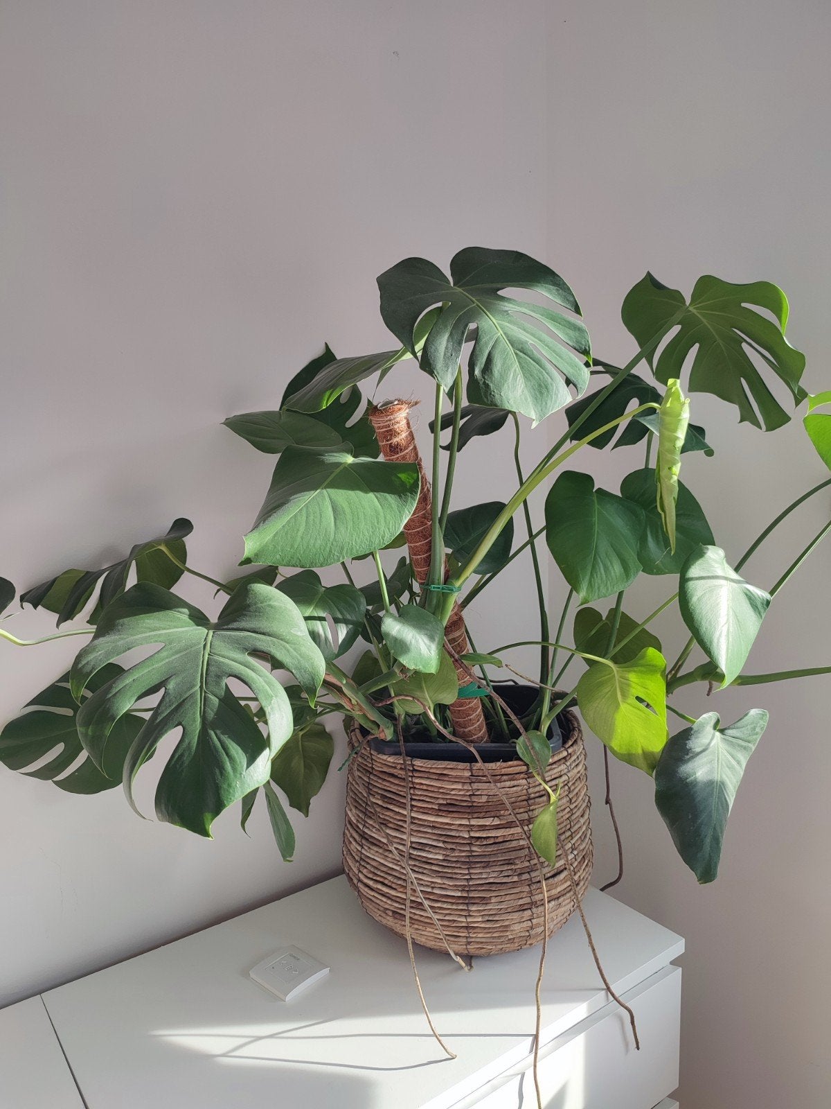 Grande plante Monstera, Enlèvement