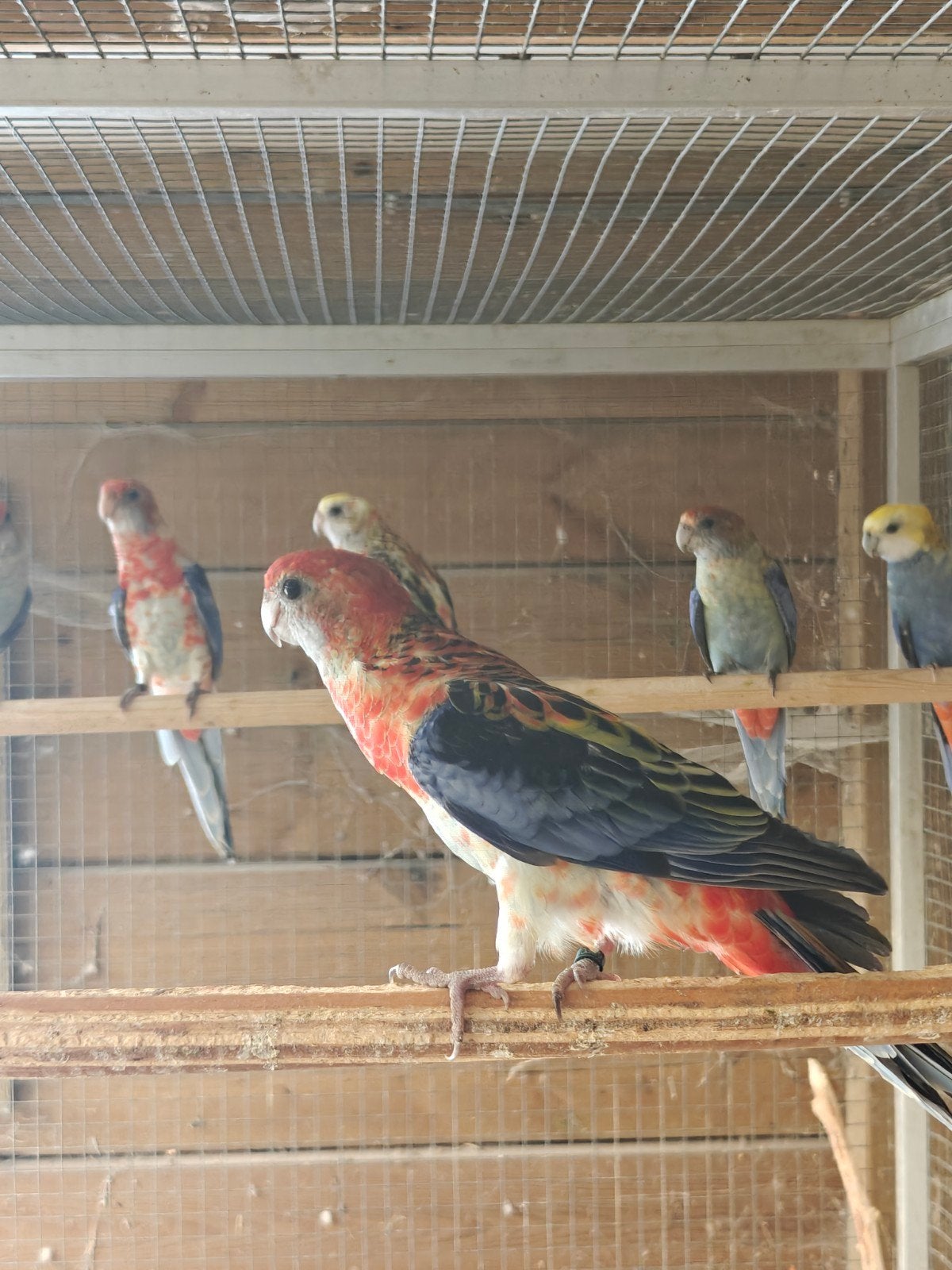bleekkoprosella opaline, Dieren en Toebehoren, Meerdere dieren, Parkiet, Geringd