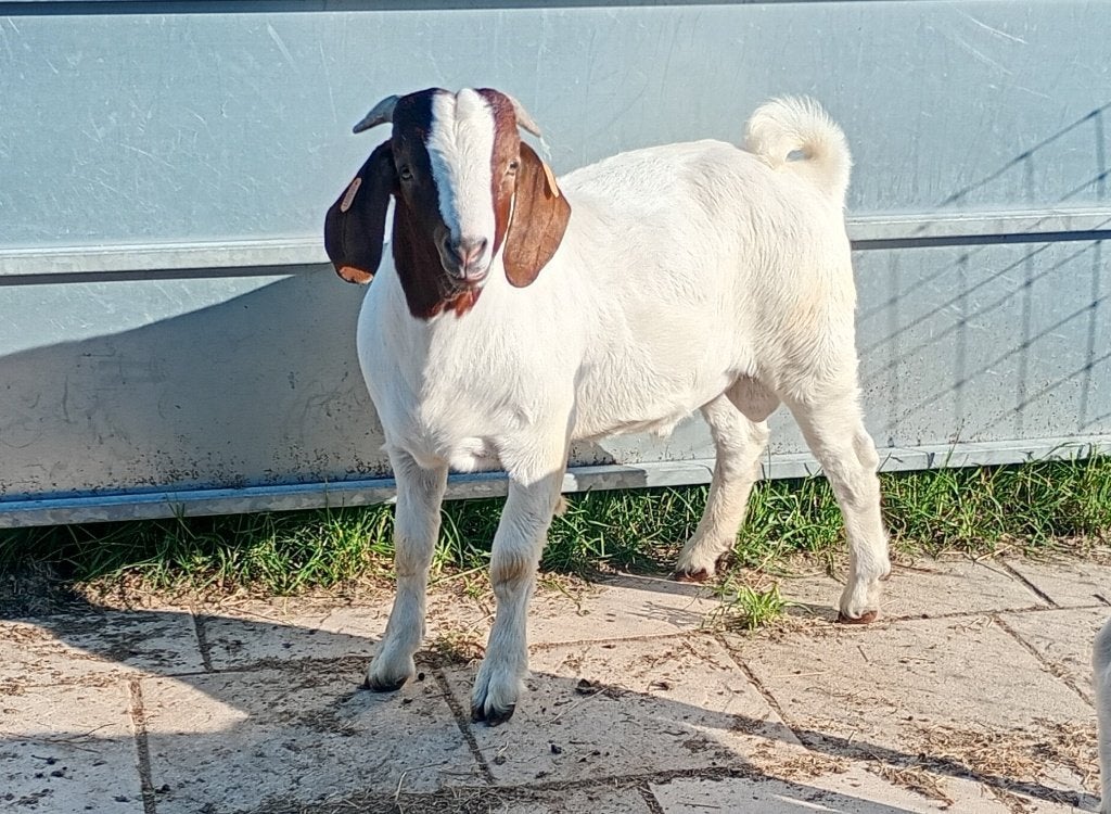 Boergeit met stamboek, Dieren en Toebehoren, Mannelijk, Geit