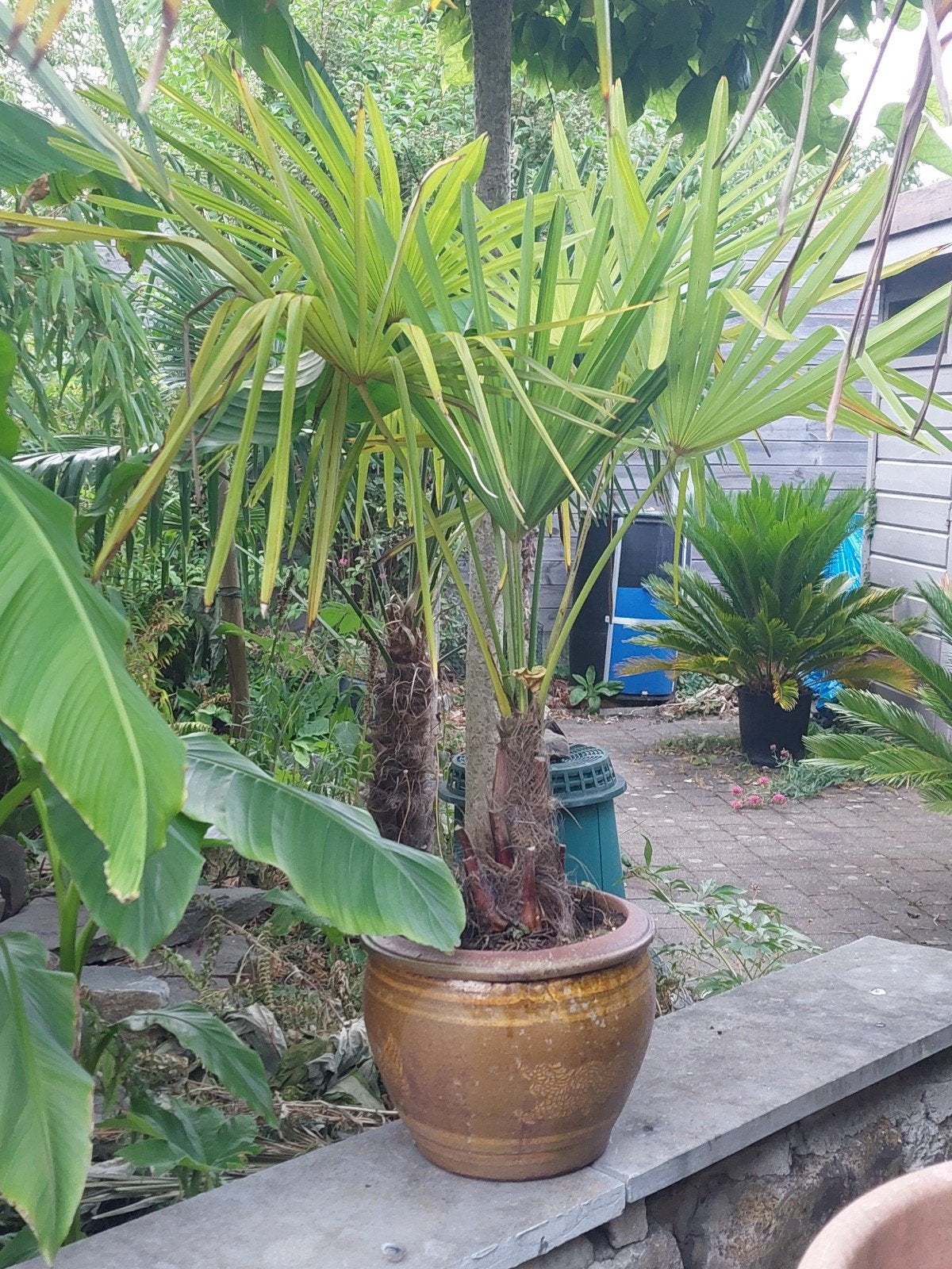 Palmboom, Ophalen