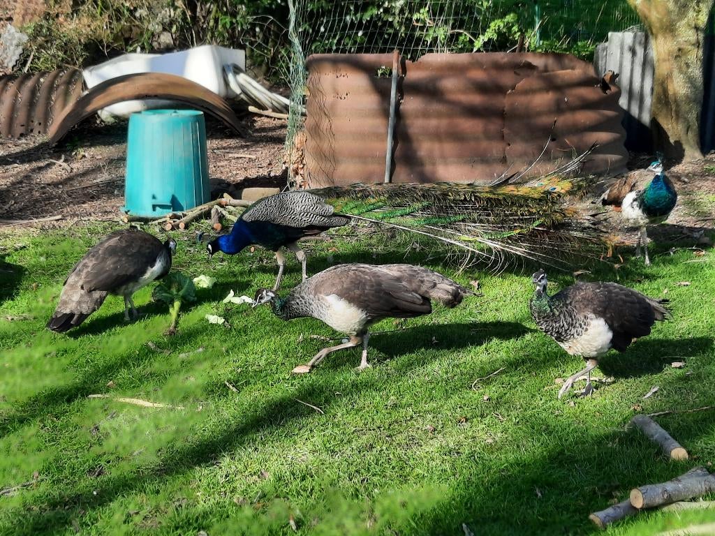 BLAUWE PAUW, Dieren en Toebehoren, Pluimvee, Mannelijk, Overige soorten