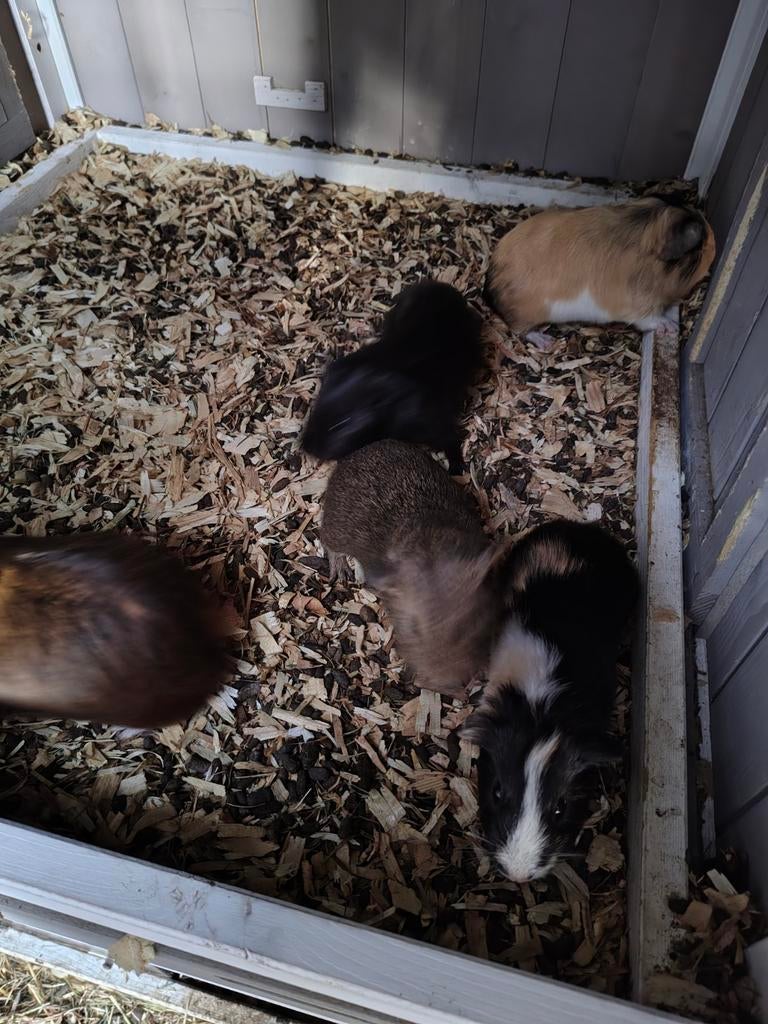 Cavia, Dieren en Toebehoren, Ophalen, Cavia