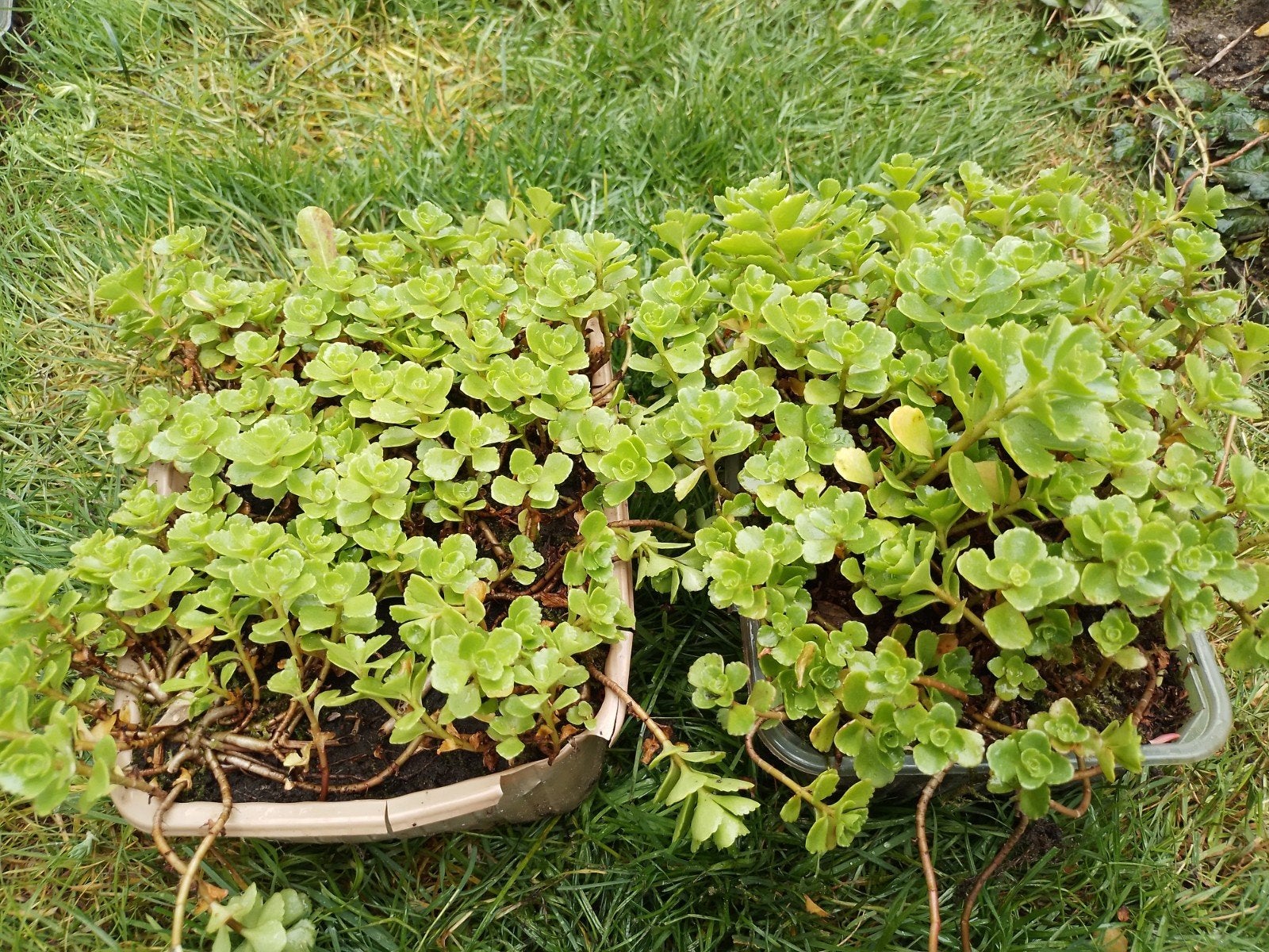 Sedum spurium, Ophalen, Bodembedekkers, Volle zon, Vaste plant